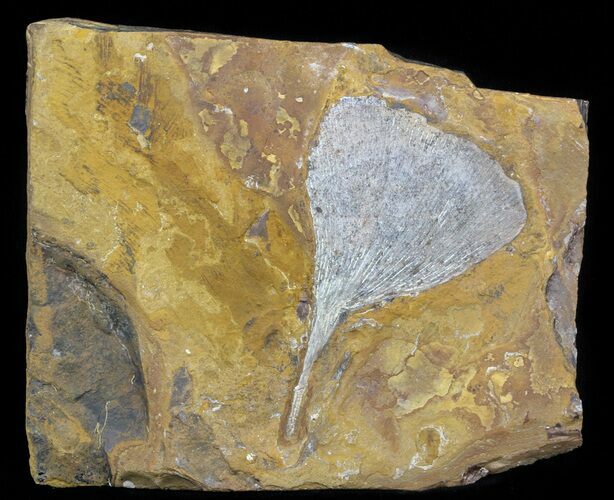 Fossil Ginkgo Leaf From North Dakota - Paleocene #58980